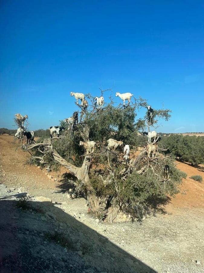 Riad Dar Karam マラケシュ エクステリア 写真
